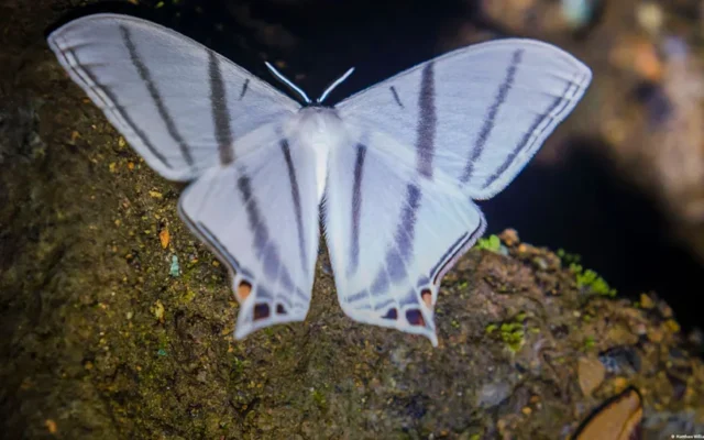 Descubren más de 8 mil especies de insectos en un bosque de Ecuador y el 97 % no existe en ningún otro lugar