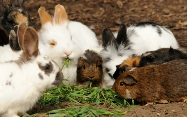 La cita más tierna del año: conejitos y cuyos tomarán CDMX este septiembre