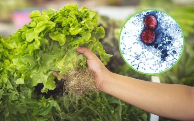 Brote de diarrea “explosiva” por lechuga se extiende a 15 estados de EU