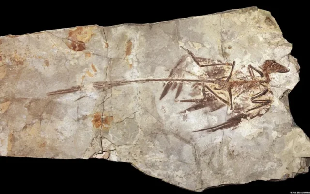 ¿Por qué nunca existieron dinosaurios del tamaño de un ratón? Un estudio ofrece una nueva explicación