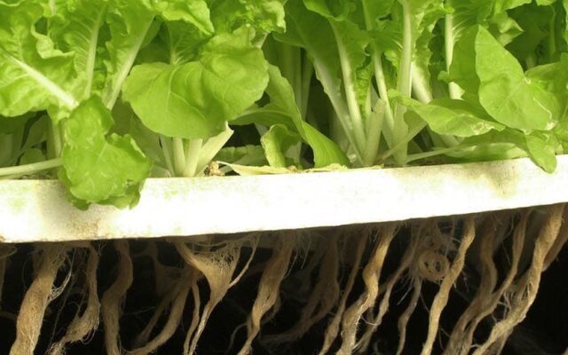 La lechuga que podría saber más a carne: científicos crean plantas capaces de producir mioglobina animal