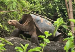 Las tortugas gigantes de Galápagos vuelven a casa: la increíble historia de una especie que se negó a desaparecer