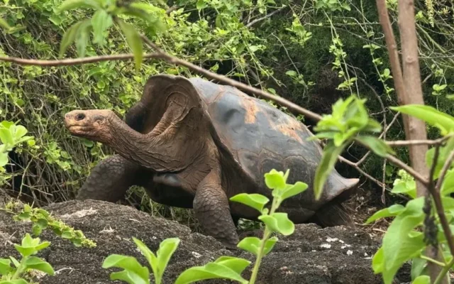 Las tortugas gigantes de Galápagos vuelven a casa: la increíble historia de una especie que se negó a desaparecer