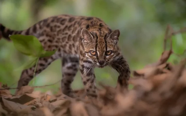 Descubren en Bolivia un pequeño felino que permaneció oculto para la ciencia durante millones de años