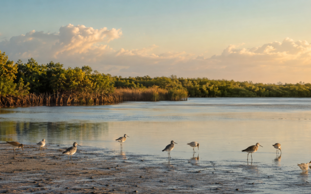 Día Mundial de las Aves Playeras: los humedales que sostienen el viaje
