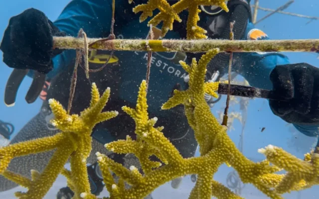 Corales contra el cambio climático: científicos buscan salvar los arrecifes de Florida